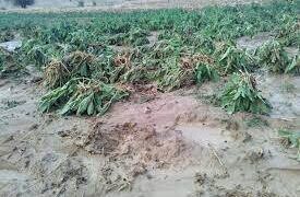 بارندگی های سامانه مونسون به بیش از هفت هکتار از اراضی کشاورزی خسارت وارد کرد